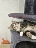 Дополнительные фото: Maine-Coon-Mix-Kätzchen
