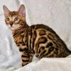 Фото №3. Bengal Kittens (Markbradly7575@gmail.com). Германия