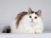 Дополнительные фото: Ласковая Зая, котёнок-подросток, девочка, трёхцветка.