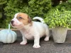 Дополнительные фото: Щенки Джек Рассел Терьер
