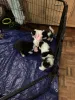 Дополнительные фото: Dreifarbige Border Collies