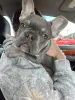 Фото №3. Wunderschöne Französische Bulldogge Welpen suchen ein Liebevolles Zuhause.  Германия
