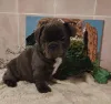 Фото №4. Продажа французского бульдога в Минске частное объявление - цена 52181₽