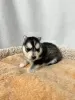 Дополнительные фото: Pomsky puppies (Щенки Помски)