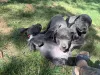 Дополнительные фото: Nuttede Cane Corso очень красив и безопасен для всех