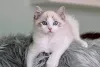 Фото №2 к объявлению №160717 о продаже рэгдолл - купить в Франции частное объявление