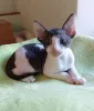 Фото №3. Выдающиеся котята корниш-рекса для усыновления. Польша