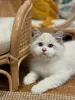 Фото №2 к объявлению №157682 о продаже рэгдолл - купить в Швейцарии частное объявление