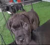 Дополнительные фото: На продажу щенки Cane Corso