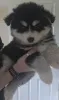 Дополнительные фото: Taivaallisia Pomskyn pentuja