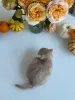 Фото №3. Чистокровный золотисто-кремовый британский короткошерстный котенок в. Швейцария