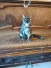 Дополнительные фото: Очаровательный котенок мейн-кун срочно усыновлен