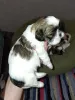 Дополнительные фото: Идеальные чистокровные щенки Ши-Тцу.