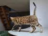 Фото №3. BENGAL KITTEN. Польша