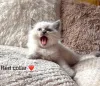 Дополнительные фото: Purebred Ragdoll Kittens доступны для усыновления.