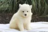 Фото №3. KC Samoyed щенки тип медведя.  США