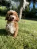 Дополнительные фото: Cavapoo Poodle & Cavalier Красивая сука Добро пожаловать!!