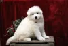 Фото №3. Samoyed щенки ** 3 остались **.  США
