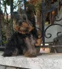 Фото №1. йоркширский терьер - купить в Баликесир за 35947₽. Объявление №159184