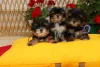 Дополнительные фото: Йоркширский терьера (йорки) щенки