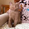 Фото №3. Знаменитости и милые британские короткошерстные котята. Великобритания