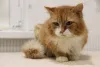Фото №4. Продам  в Минске из приюта - цена Бесплатно