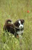 Фото №3. Миниатюрный американский пастух (MAS) Puppy.  Польша