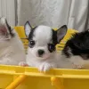 Дополнительные фото: У вас красивые собаки. Я люблю чихуахуа, свяжитесь с WhatsApp Business