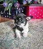 Дополнительные фото: Щенки чихуахуа доступны!
