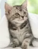 Фото №3. Шатоны Американские короткошерстные доступны в наличии.. Бельгия