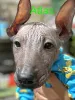 Фото №3. Cuccioli di Xoloitzcuintli (Cane Nudo Messicano).  Италия