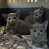 Фото №3. Красивые и милые на вид породистые котята русской голубой.. Венгрия