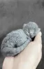 Фото №3. Beautiful British Shorthair Blue Babies. Турция