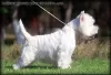 Дополнительные фото: Питомник предлагает щенков west highland white terrier