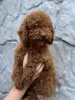 Фото №1. пудель (той) - купить в Киеве за 148427₽. Объявление №150130