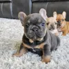 Фото №1. французский бульдог - купить в Аренсбург за договорная. Объявление №146272