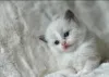 Дополнительные фото: Красивый чистокровный котенок тряпки (2 мужчины, 1 сука)