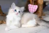 Фото №1. рэгдолл - купить в Тель-Авиве за договорная. Объявление №159486
