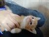 Дополнительные фото: Продаются чистокровные котята мейн-кун.