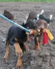 Дополнительные фото: Urocze szczenięta dobermana do adopcji