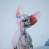 Фото №2 к объявлению №143999 о продаже сфинкс - купить в США частное объявление