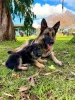 Фото №3. Schäferhund-Welpen zu verkaufen.  Германия
