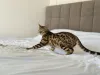 Фото №3. Бенгальская кошка. США