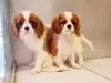 Фото №2 к объявлению №162235 о продаже кинг-чарльз-спаниеля - купить в Словении 
