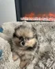 Дополнительные фото: Померанские щенки.