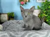 Фото №3. Продаются великолепные домашние котята русской голубой породы. Хорватия