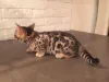 Фото №3. Качественная семья воспитывала бенгальских котят. Австралия