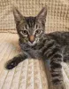 Дополнительные фото: Марсик маленький полосатый котик-подросток очень ждёт своего человека