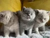 Фото №1. британская короткошёрстная - купить в Цюрих за договорная. Объявление №168289