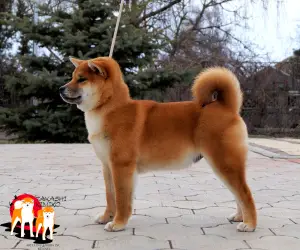 Фото №3. Shiba-inu.  Россия